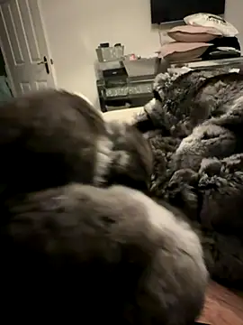 Snapshot of Furdale chatting on November 24, 4:40 pm Furdale online show from November 24, 4:40 pm