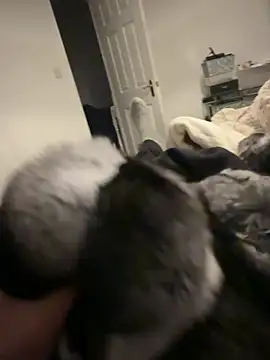 Snapshot of Furdale chatting on February 6, 6:44 pm Furdale online show from February 6, 6:44 pm