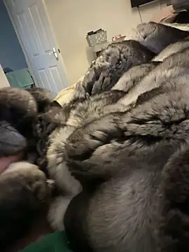 Snapshot of Furdale chatting on February 15, 1:31 pm Furdale online show from February 15, 1:31 pm