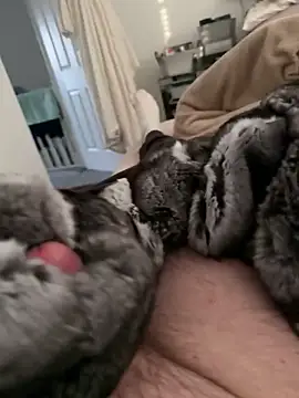 Snapshot of Furdale chatting on February 17, 4:24 pm Furdale online show from February 17, 4:24 pm