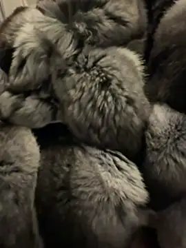 Snapshot of Furdale chatting on February 18, 4:58 pm Furdale online show from February 18, 4:58 pm