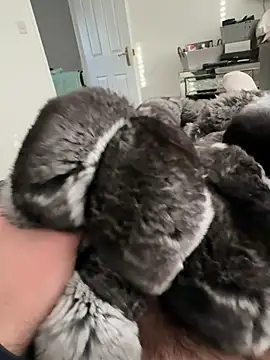 Snapshot of Furdale chatting on February 23, 3:53 pm Furdale online show from February 23, 3:53 pm