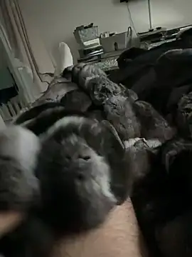 Snapshot of Furdale chatting on February 24, 4:49 pm Furdale online show from February 24, 4:49 pm