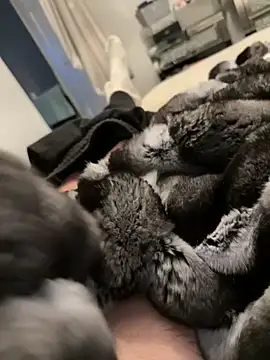 Snapshot of Furdale chatting on February 26, 5:23 pm Furdale online show from February 26, 5:23 pm