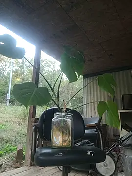 xomikaylaxo online show from October 30, 10:32 pm