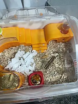 Im sophiie online show from February 15, 6:43 am