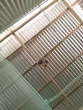 Gautambaro online show from February 13, 7:37 am