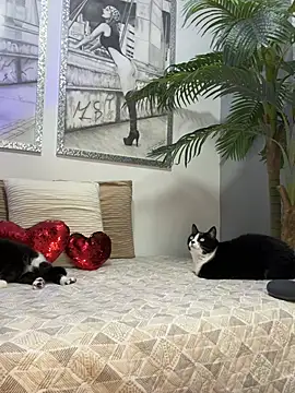 Snapshot of Mau_White chatting on February 15, 2:08 am Mau White online show from February 15, 2:08 am