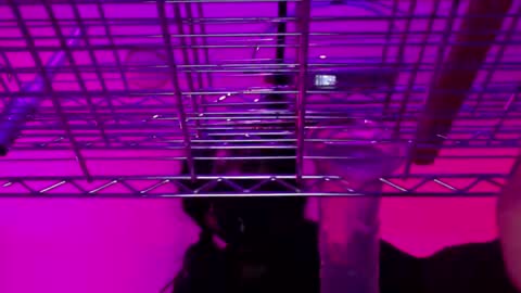 Snapshot of _natasha_diavolo_xxx chatting on December 25, 11:22 am Natasha Diavolo online show from December 25, 11:22 am