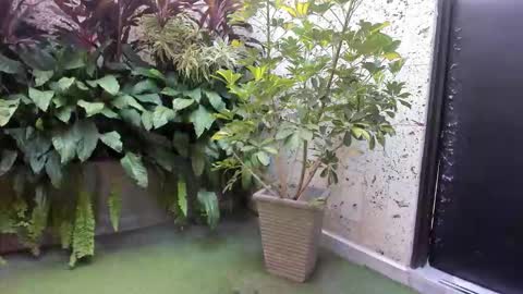 Snapshot of alice_simpson1 chatting on October 18, 11:44 am alice_simpson1 online show from October 18, 11:44 am