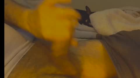 alphablue_wolf1295 online show from January 2, 6:29 am