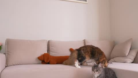  REYNA  next stream is 11h of Feb online show from April 5, 8:11 am