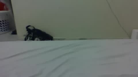 needoh online show from March 27, 12:38 am