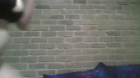 Snapshot of baielekker81578 chatting on February 13, 10:23 am Chaterlain online show from February 13, 10:23 am