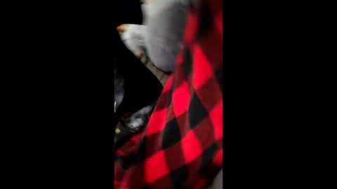 Dani1954 online show from December 1, 7:24 am