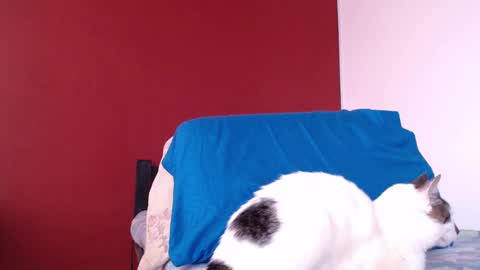 bayonette_black online show from January 10, 11:43 am