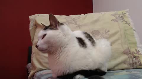 bayonette_black online show from February 3, 11:20 am