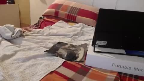 berlinerbaer1963 online show from April 19, 6:43 pm