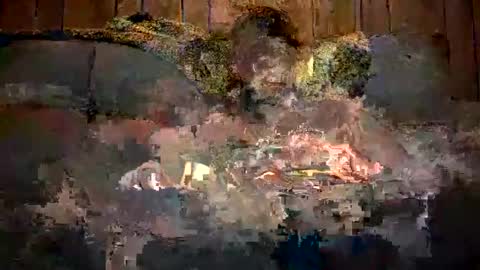 Snapshot of bigwytecock1979 chatting on December 11, 7:31 am bigwytecock1979 online show from December 11, 7:31 am