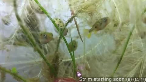 Snapshot of booker_baxton chatting on October 23, 3:06 am Booker Baxton online show from October 23, 3:06 am