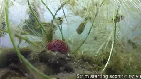 Snapshot of booker_baxton chatting on October 24, 3:03 am Booker Baxton online show from October 24, 3:03 am