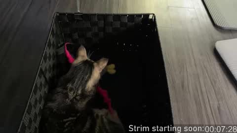 Snapshot of booker_baxton chatting on October 26, 3:01 am Booker Baxton online show from October 26, 3:01 am