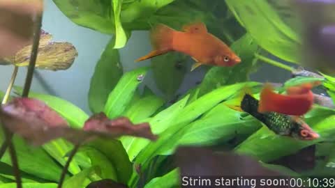 Snapshot of booker_baxton chatting on October 28, 2:59 am Booker Baxton online show from October 28, 2:59 am