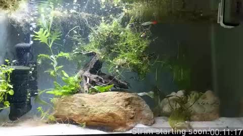 Snapshot of booker_baxton chatting on November 1, 2:57 am Booker Baxton online show from November 1, 2:57 am