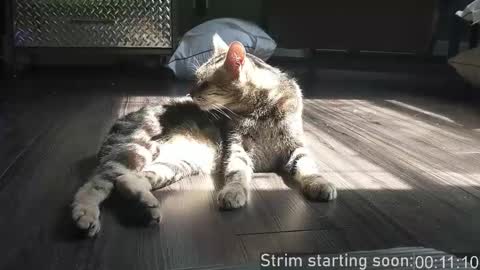 Snapshot of booker_baxton chatting on December 2, 3:56 am Booker Baxton online show from December 2, 3:56 am