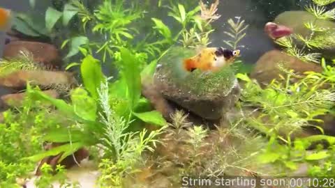 Booker Baxton online show from March 20, 3:00 am