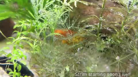 Booker Baxton online show from March 21, 3:11 am