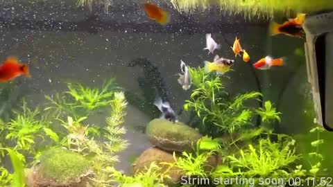 Booker Baxton online show from April 12, 3:00 am