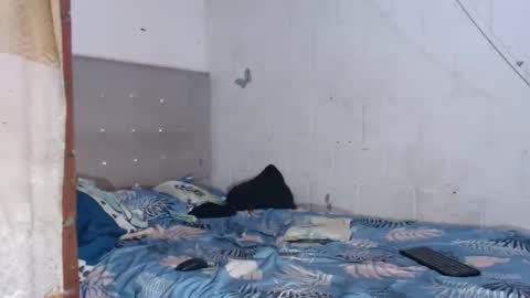 brianadollts1 online show from April 12, 10:04 pm