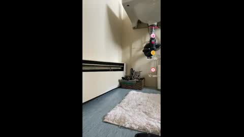 Snapshot of cocobluexo chatting on February 12, 11:51 pm Ayla Astra online show from February 12, 11:51 pm