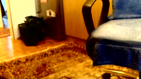 Dammerl online show from April 6, 5:36 pm