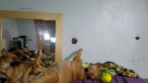 demivercetti online show from December 22, 4:42 am