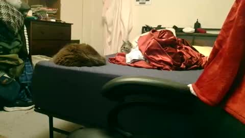 Steve online show from February 15, 2:19 am