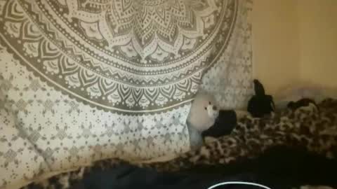 ur dream girl online show from April 9, 2:55 am