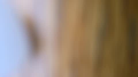 Snapshot of dvelope chatting on October 17, 9:56 am dVe1oPe online show from October 17, 9:56 am