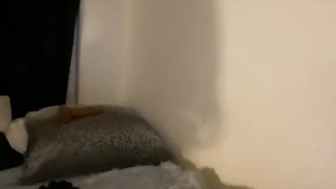 this is justice tricia a bigelow. she was fucking my husband tom girardi online show from February 3, 8:41 am