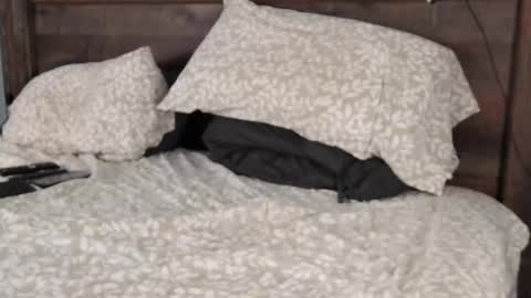 FloridaBearLive online show from February 22, 10:52 pm