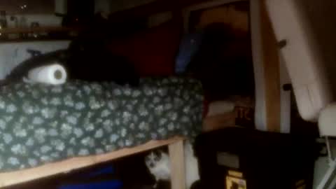 Snapshot of forestnymphpdx chatting on November 14, 9:30 am forestnymphpdx online show from November 14, 9:30 am