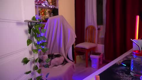 Snapshot of fox_and_dog chatting on December 2, 4:51 am Senya subscribe to telegram channel online show from December 2, 4:51 am