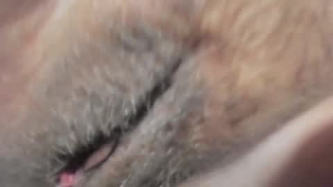 Snapshot of frumcake chatting on January 10, 12:27 am FrumCake online show from January 10, 12:27 am