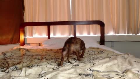 Gregblonde  Alextattoo online show from February 1, 1:02 am