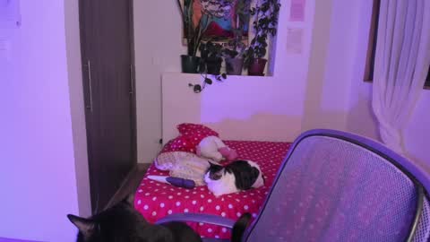 Lau online show from December 13, 6:10 am