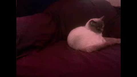 Snapshot of hopps28 chatting on March 1, 10:13 am hopps28 online show from March 1, 10:13 am