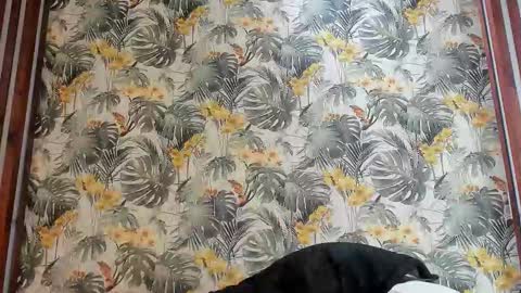 Snapshot of italomoore chatting on September 25, 11:03 am Italo Moore online show from September 25, 11:03 am