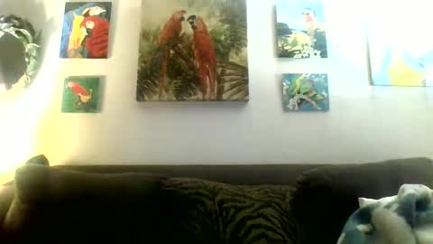 Snapshot of jay_jay1475 chatting on January 20, 10:48 pm jay-jay1475 online show from January 20, 10:48 pm