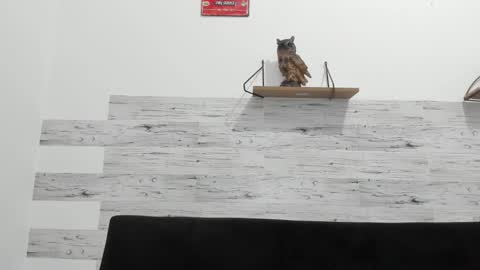 Jaycreedd online show from November 3, 11:48 pm